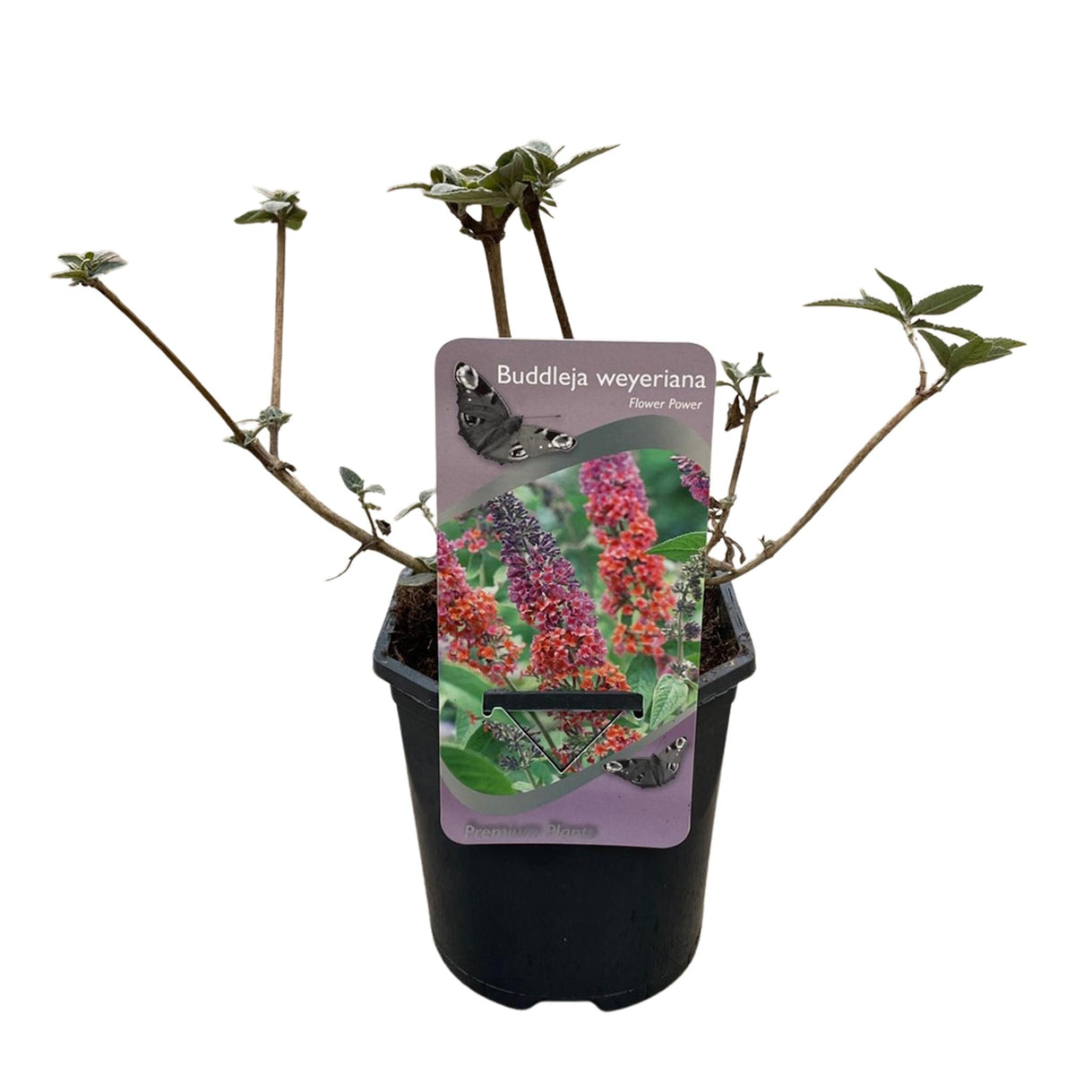 Buddleja davidii 'Flower Power' (vlinderstruik) – oranje-paars – 3 planten, Ø17 cm, 30 cm hoog