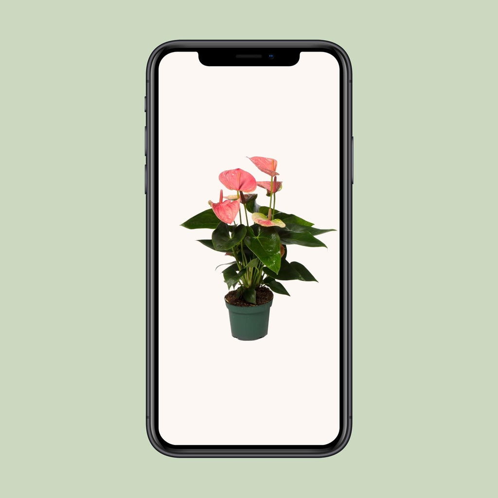 Anthurium Sweet Dream (plante à fleurs enflammées) – Ø 12 cm, 35 cm de haut