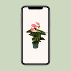 Anthurium Sweet Dream (plante à fleurs enflammées) – Ø 12 cm, 35 cm de haut