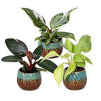 3× Baby Philodendron Tricolour incl. Copper Reef – Ø6 cm, 10–15 cm høj