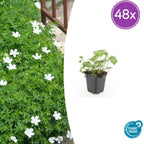 Geranium sanguineum 'Album' (cranesbill) – 48 plants, Ø9 cm, 10–25 cm high