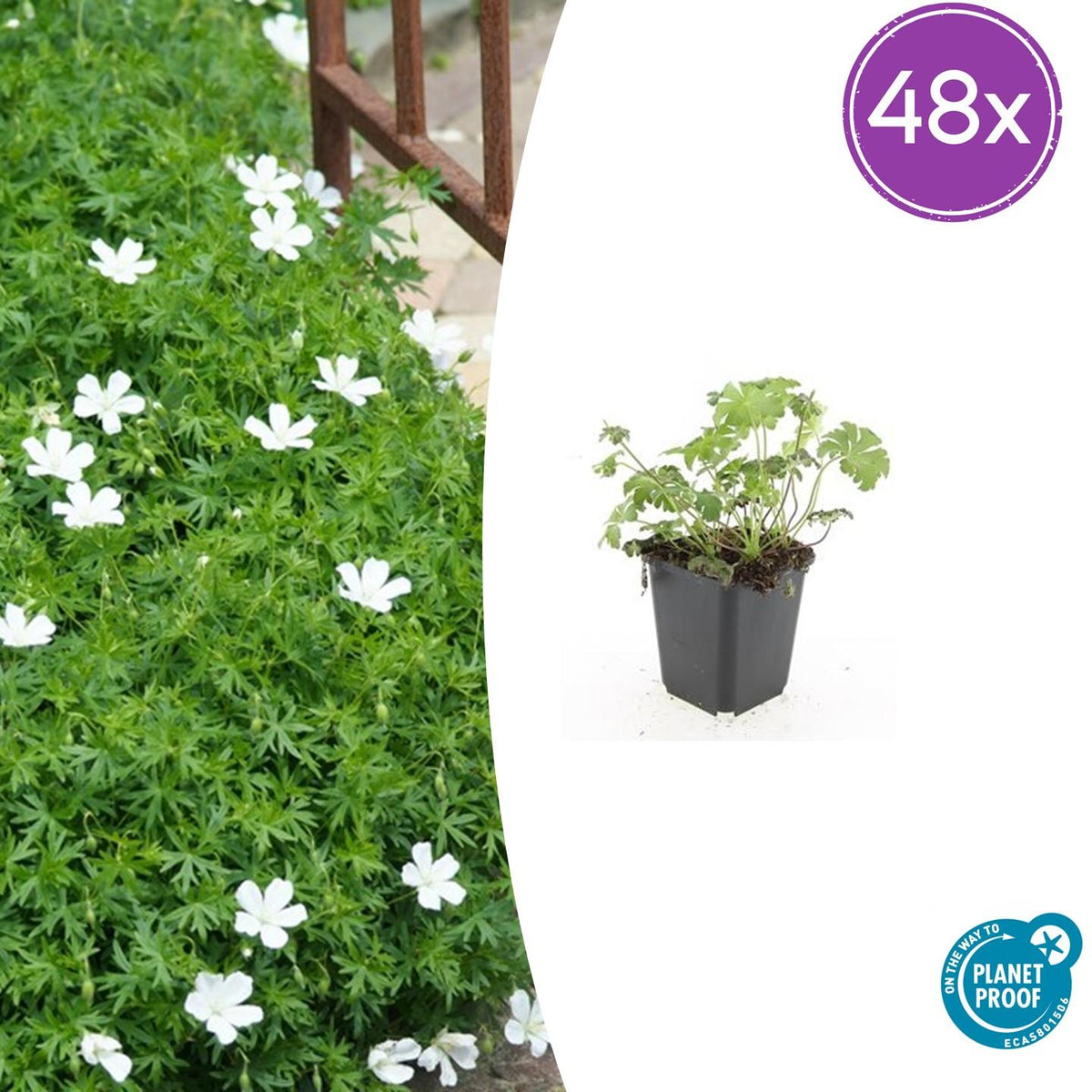 Geranium sanguineum 'Album' (cranesbill) – 48 plants, Ø9 cm, 10–25 cm high – photo 2