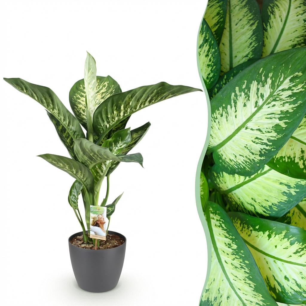 Dieffenbachia en pot décoratif gris – Ø21 cm, 90–100 cm de haut