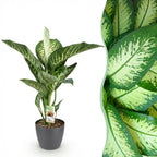 Dieffenbachia en pot décoratif gris – Ø21 cm, 90–100 cm de haut