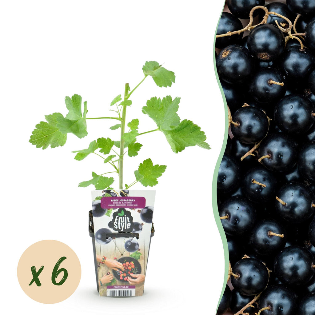 Ribes 'Jostabär' (bärbuske) – 6 plantor, Ø 9 cm, 35 cm hög
