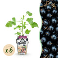 Ribes 'Jostabär' (bärbuske) – 6 plantor, Ø 9 cm, 35 cm hög