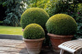 Buxus sempervirens – 6 plants, Ø9 cm, 10–25 cm high