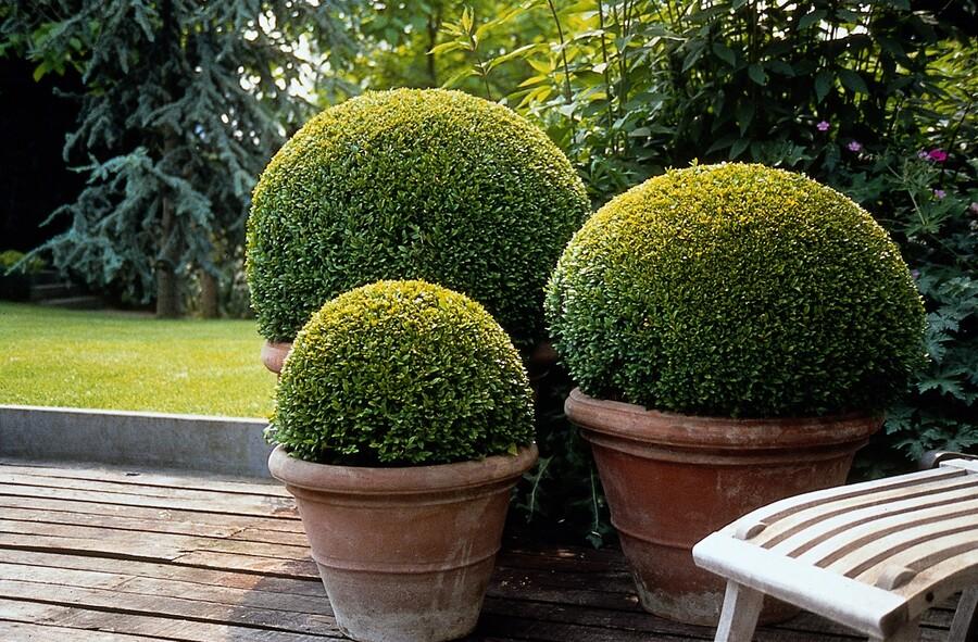 Buxus sempervirens – 6 Pflanzen, Ø 9 cm, 10–25 cm hoch