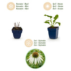 Echinacea purp. 'Alba' (échinacée) – blanc – 6 plantes, Ø11 cm, 15–25 cm de haut