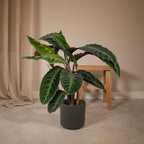 Calathea Warscewiczii – Ø19 cm, 70 cm høj