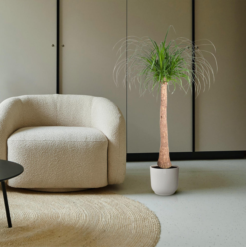 Beaucarnea-Stamm (Elefantenfuß) – Ø 32 cm, 120 cm hoch – Bild 4