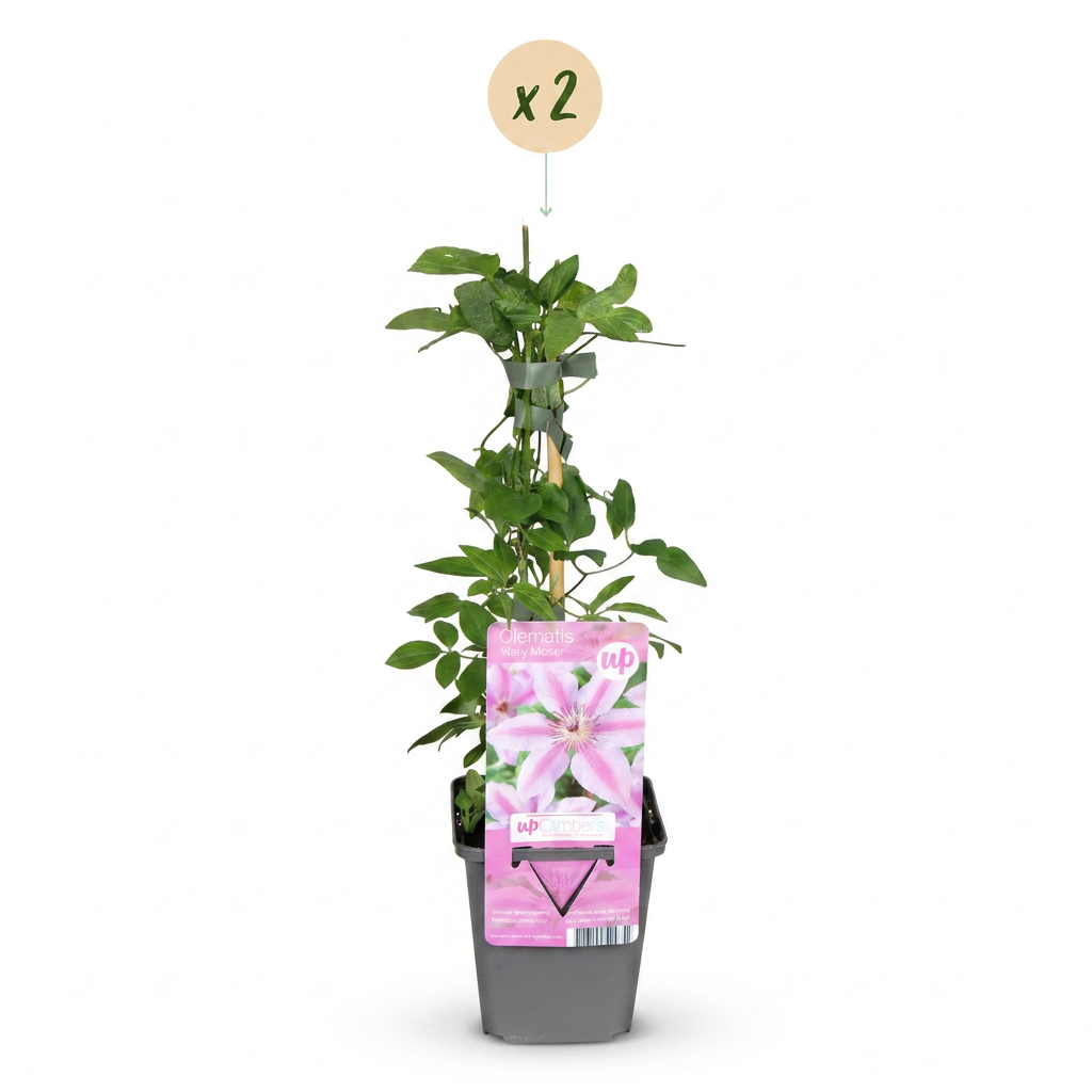 Clematis 'Nelly Moser' (bosrank) – wit-roze – 2 planten, Ø9 cm, 35 cm hoog