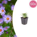 Aster frikartii 'Monch' – 60 Pflanzen, Ø9 cm, 10–25 cm hoch