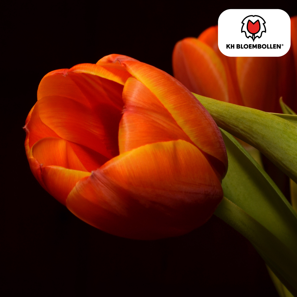 Tulp 'Dafeng' – 20 bloembollen (bolmaat 11/12)