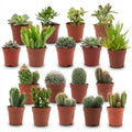 18× Mini Cactus & Succulentes Mix (Cactaceae) – Ø6 cm, 5–10 cm de haut