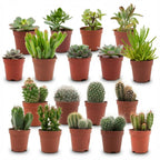 18× Mini Cactus & Succulentes Mix (Cactaceae) – Ø6 cm, 5–10 cm de haut