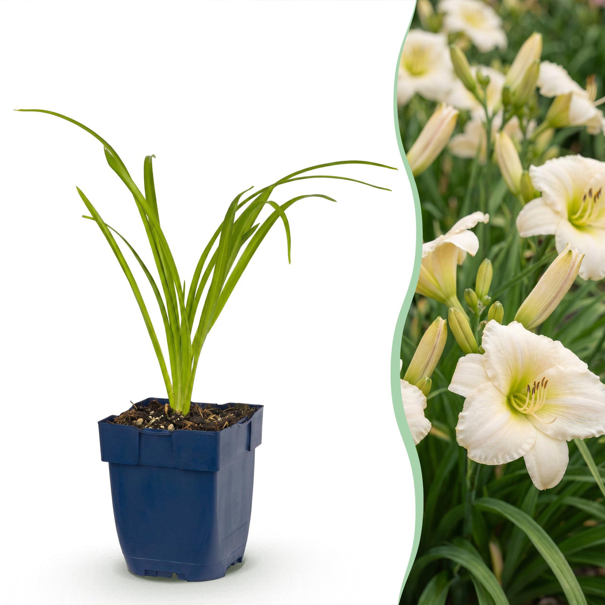 Hemerocallis 'Arctic Snow' (Taglilie) – Creme – 24 Pflanzen, Ø 11 cm, 15–25 cm hoch