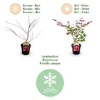 Acer palmatum 'Beni Maiko' (Japanese maple) – red – 2 plants, Ø19 cm, 70 cm high