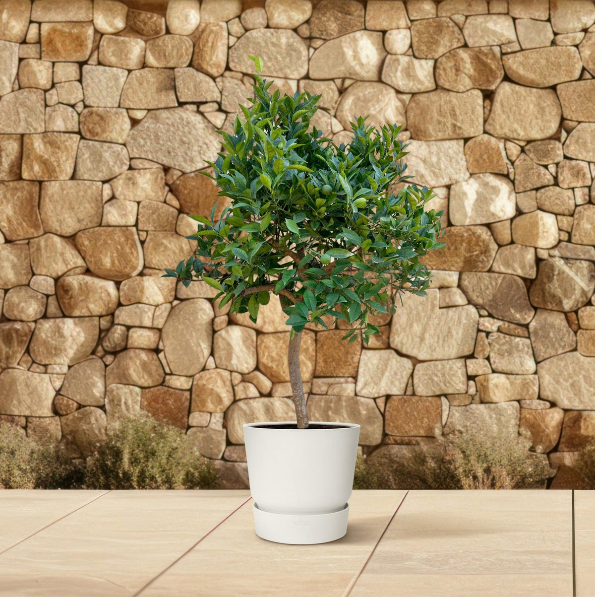 Citrusboompje (Citrus) – Ø35 cm, 200 cm hoog