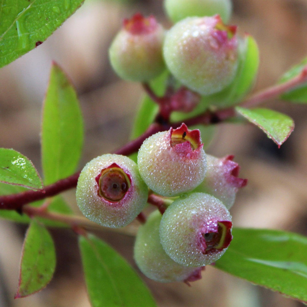 Vaccinium corymbosum 'Pink Lemonade' (Rosa Heidelbeere) – 2 Pflanzen, Ø 15 cm, 50 cm hoch – Bild 5