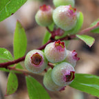 Vaccinium corymbosum 'Pink Lemonade' (Rosa Heidelbeere) – 2 Pflanzen, Ø 15 cm, 50 cm hoch