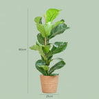 Ficus lyrata (Geigenfeige) mit Korb – Ø 21 cm, 80 cm hoch