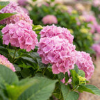 Hydrangea macrophylla 'Pink' (Hortensie) – rosa – Ø 17 cm, 30 cm hoch