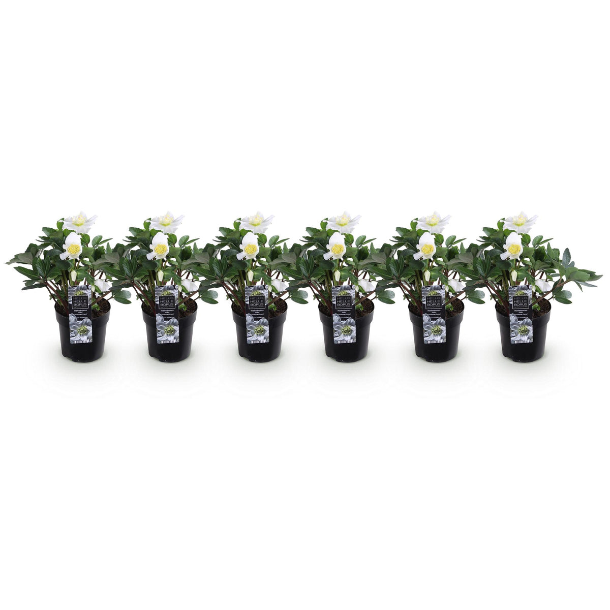 Helleborus 'Christmas Carol' (witte bloem) – 6 planten, Ø11 cm, 25 cm hoog – foto 2
