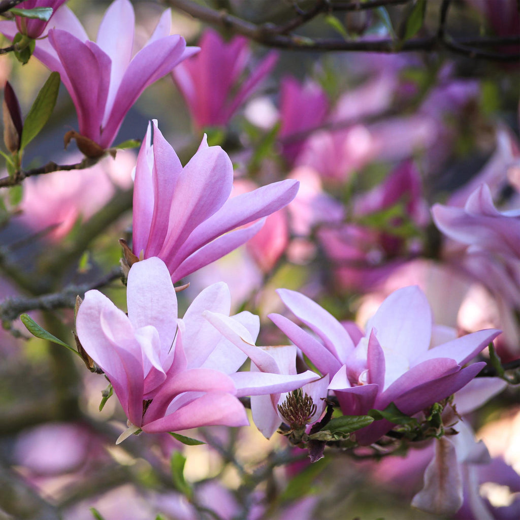 Magnolie 'Betty' – weiß – 3 Pflanzen, Ø 12 cm, 30 cm hoch – Bild 4