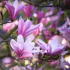 Magnolie 'Betty' – weiß – 3 Pflanzen, Ø 12 cm, 30 cm hoch