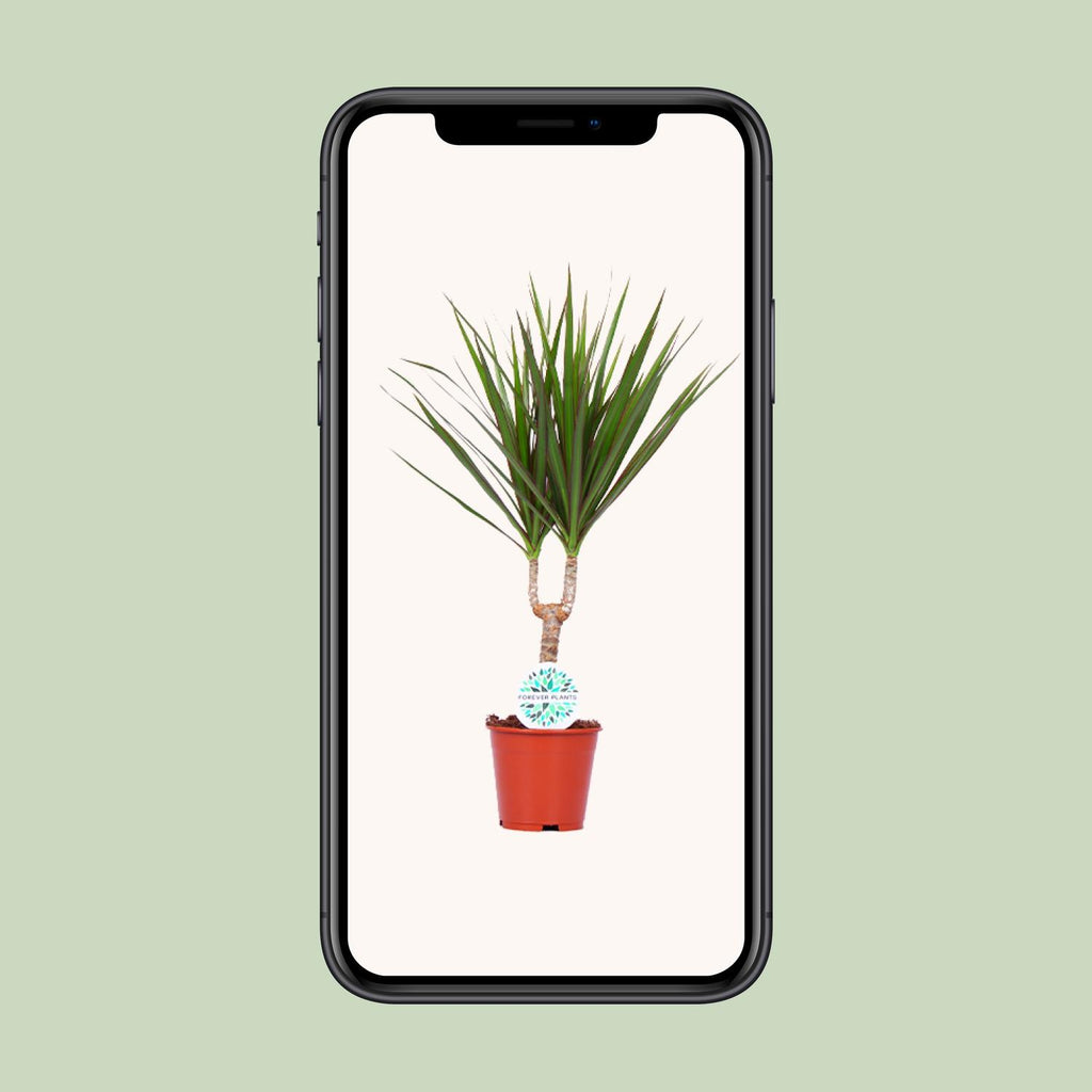 Dracaena marginata (dragetræ) – Ø14 cm, 55 cm høj