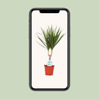 Dracaena marginata (dragetræ) – Ø14 cm, 55 cm høj