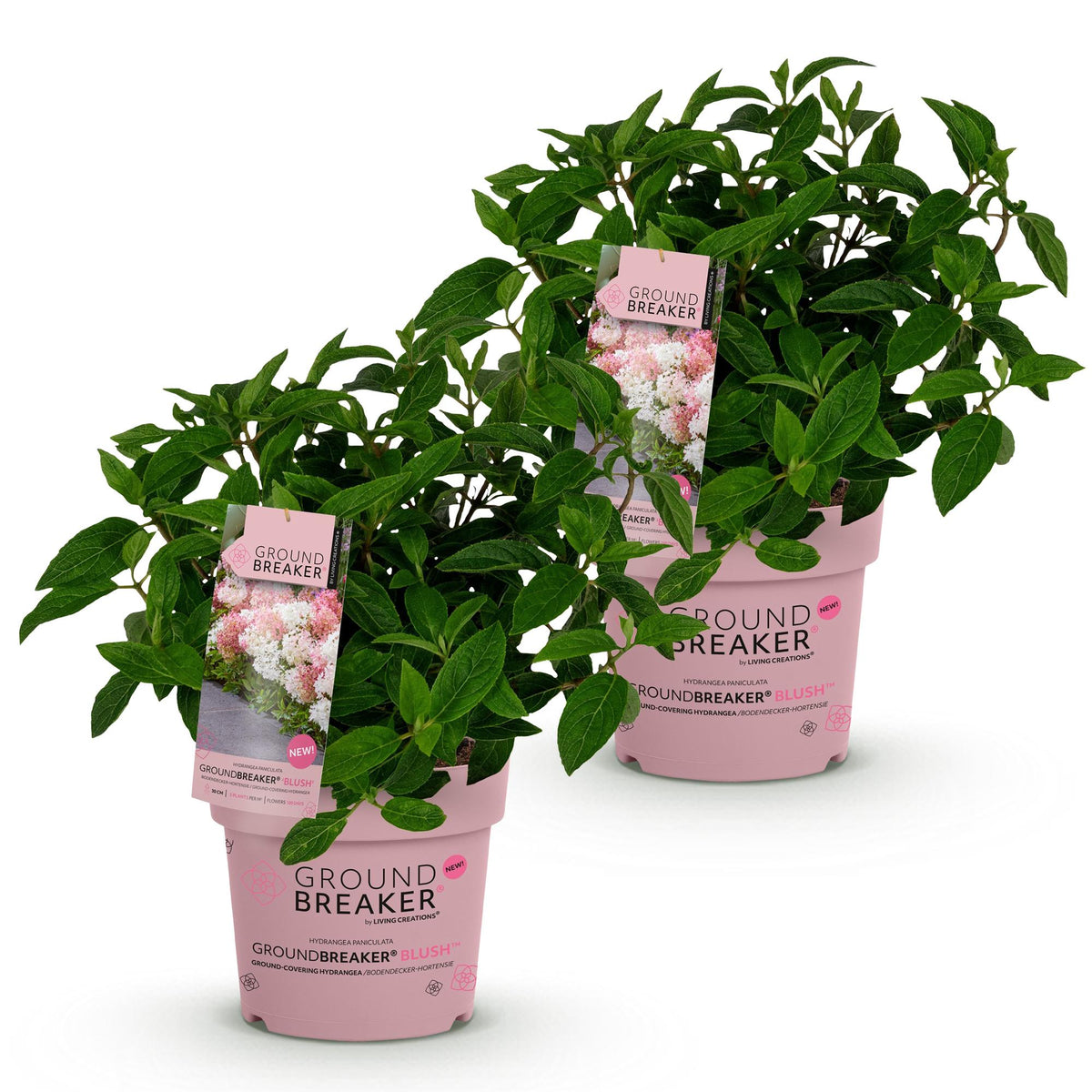 Hydrangea panniculata 'Groundbreaker Blush' (pluimhortensia) – roze – 2 planten, Ø14 cm, 20–25 cm hoog