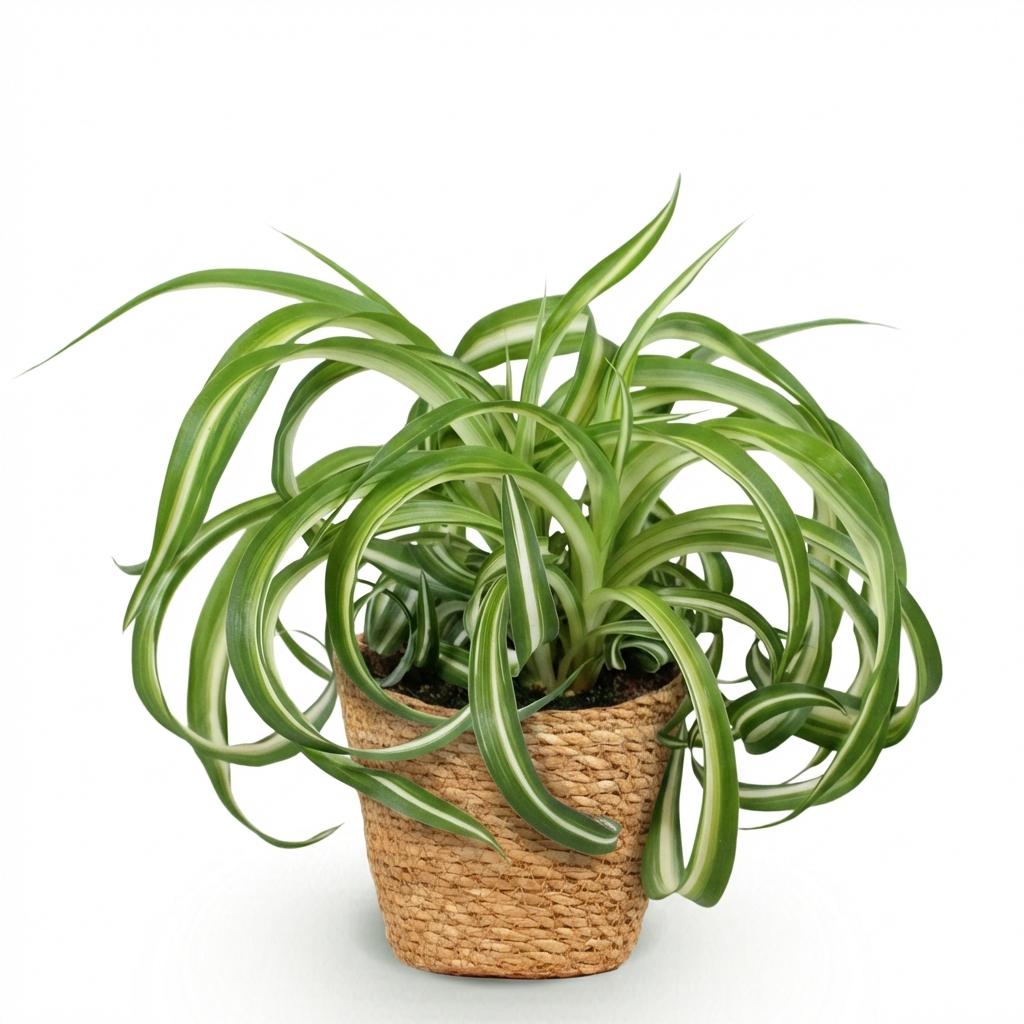 Chlorophytum comosum Bonnie (plante-araignée) avec panier – Ø12 cm, 20 cm de haut