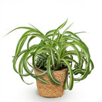 Chlorophytum comosum Bonnie (plante-araignée) avec panier – Ø12 cm, 20 cm de haut