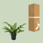 Microsorum Diversifolium (kænguruebre) – Ø17 cm, 45 cm høj