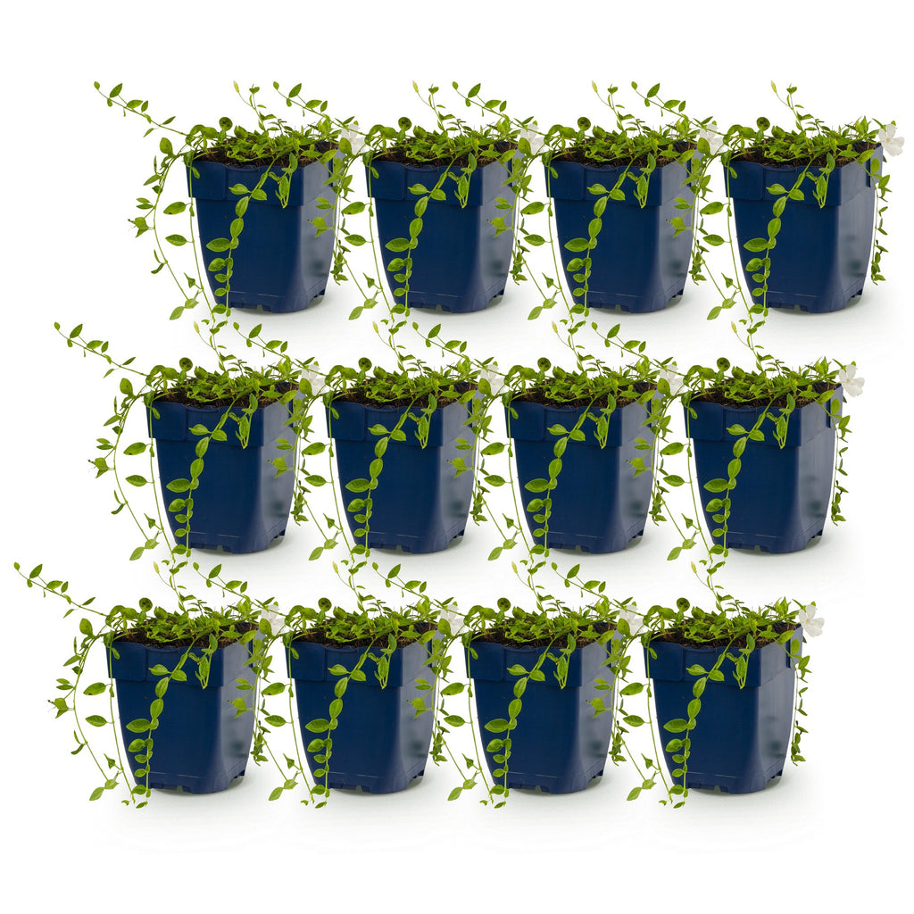 Vinca minor alba (Gewöhnlicher Efeu-duft) – weiß – 12 Pflanzen, Ø 11 cm, 15–25 cm hoch – Bild 2