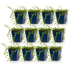Vinca minor alba (Gewöhnlicher Efeu-duft) – weiß – 12 Pflanzen, Ø 11 cm, 15–25 cm hoch