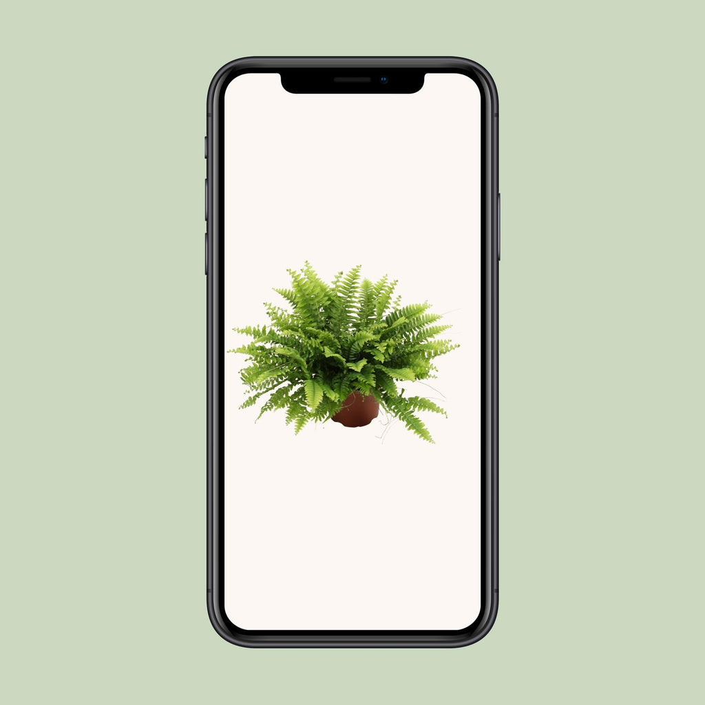 Nephrolepis Boston Green Moment (Schwertfarn) – Ø 12 cm, 20 cm hoch – Bild 4