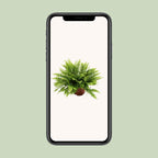 Nephrolepis Boston Green Moment (Schwertfarn) – Ø 12 cm, 20 cm hoch