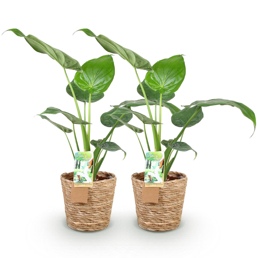 2× Alocasia Cucullata (Elefantenohr) mit Körbchen – Ø 17 cm, 60–65 cm hoch