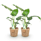 2× Alocasia Cucullata (Elefantenohr) mit Körbchen – Ø 17 cm, 60–65 cm hoch