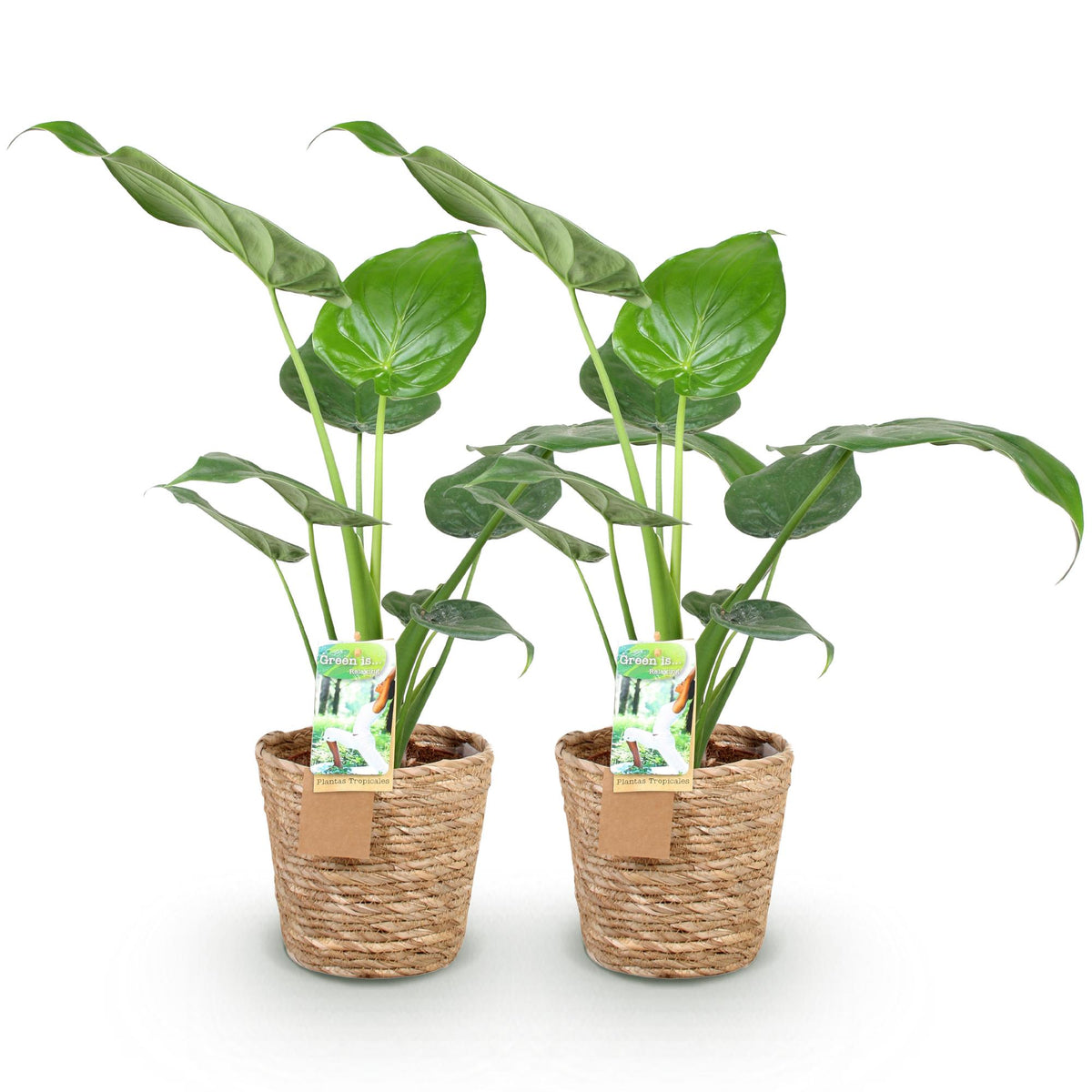 2× Alocasia Cucullata (elefantøre) med kurv – Ø17 cm, 60–65 cm høj