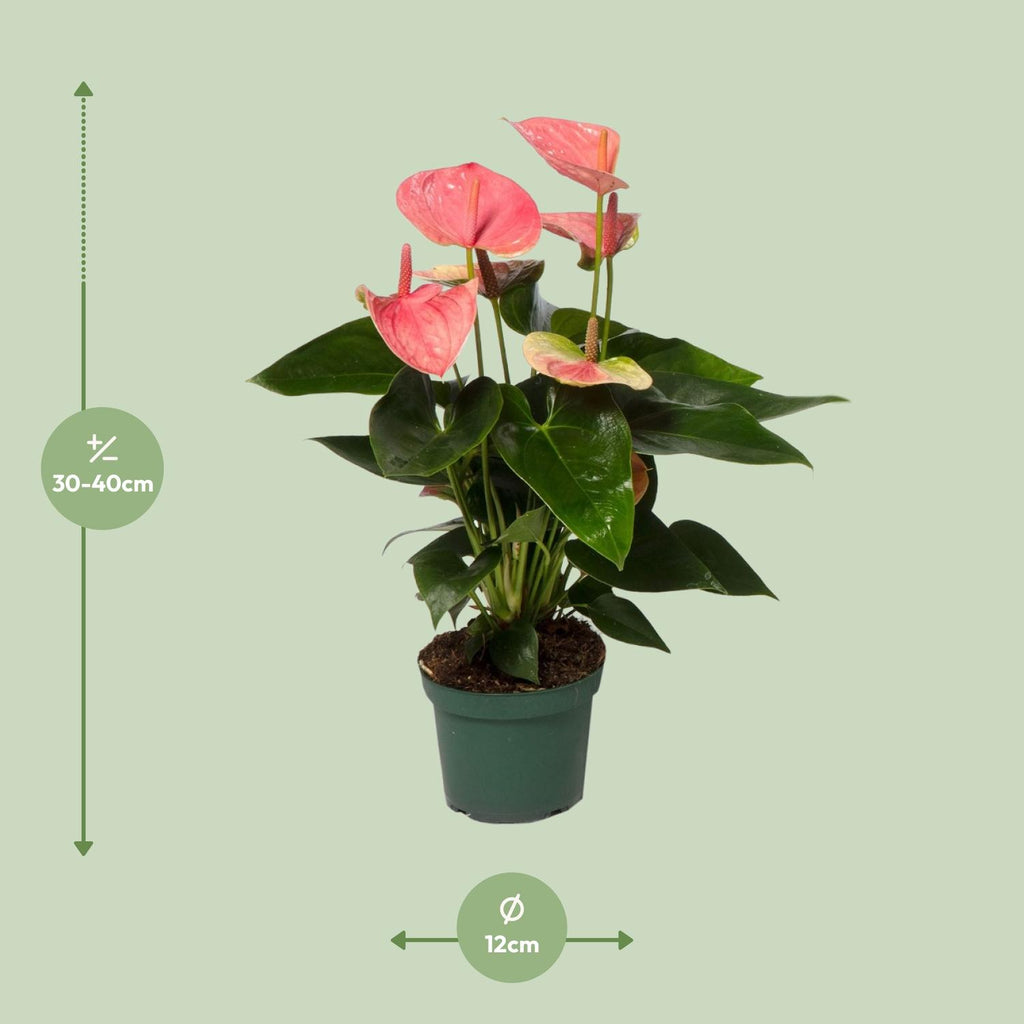 Anthurium Sweet Dream (plante à fleurs enflammées) – Ø 12 cm, 35 cm de haut