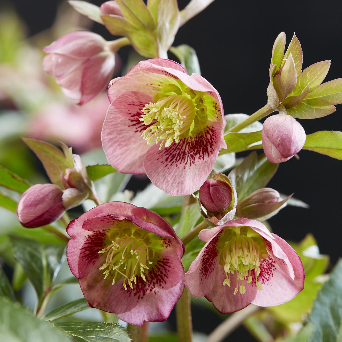 Helleborus 'Dacaya' (roze bloem) – Ø19 cm, 50 cm hoog – foto 4