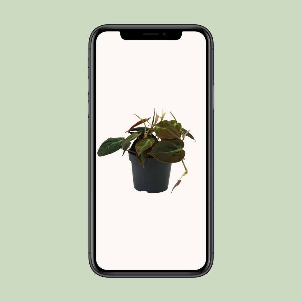 Philodendron Micans – Ø12 cm, 15 cm høj