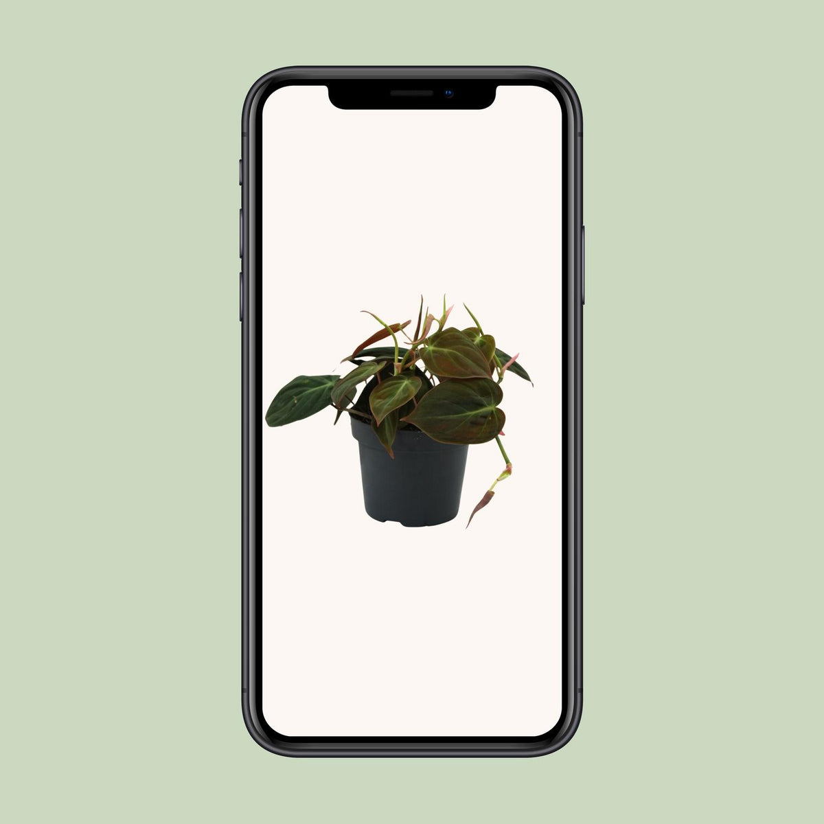 Philodendron Micans – Ø12 cm, 15 cm høj