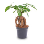 Bonsai Ficus microcarpa ginseng (ficus ginseng) – Ø9 cm