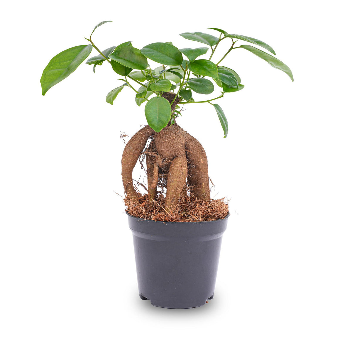 Ficus microcarpa Ginseng Bonsai (Ficus ginseng) – Ø 9 cm