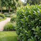 Prunus laurocerasus 'Caucasica' (prunier de laurier) – 40 plants, Ø9 cm, 25–35 cm de haut